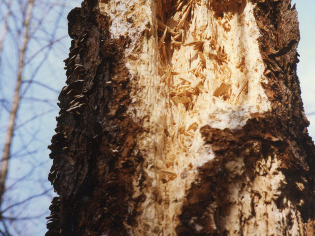 A tree with damaged bark